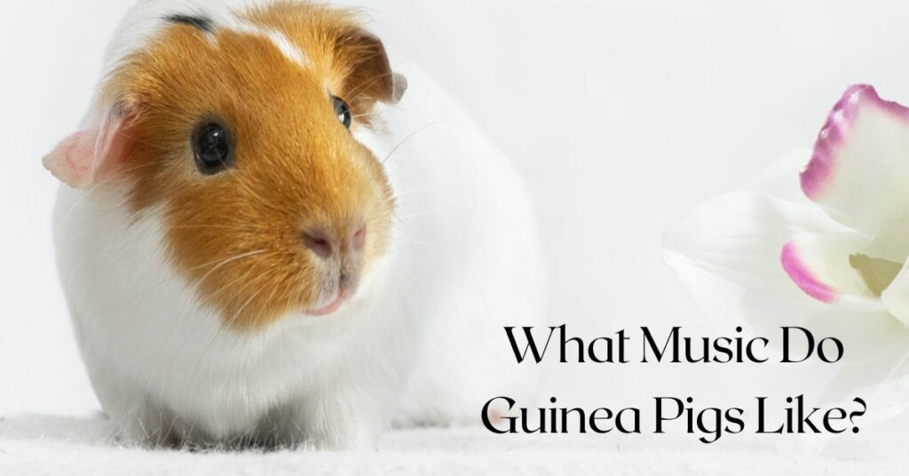 What Music Do Guinea Pigs Like