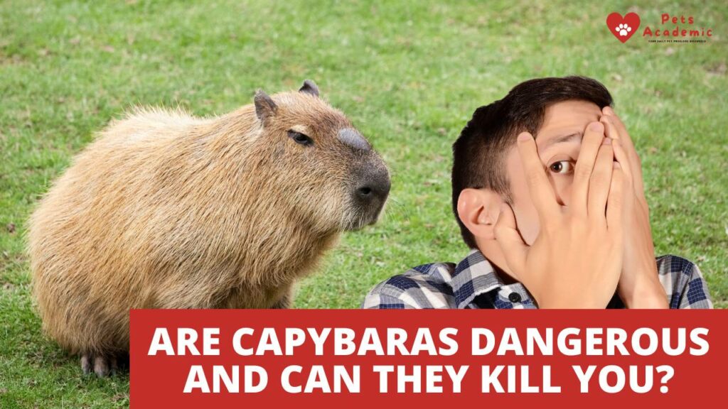 Are Capybaras Dangerous and Can they Kill You
