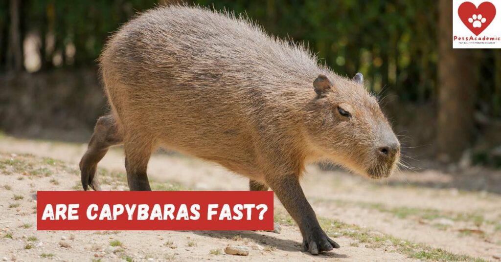 Are Capybaras Fast