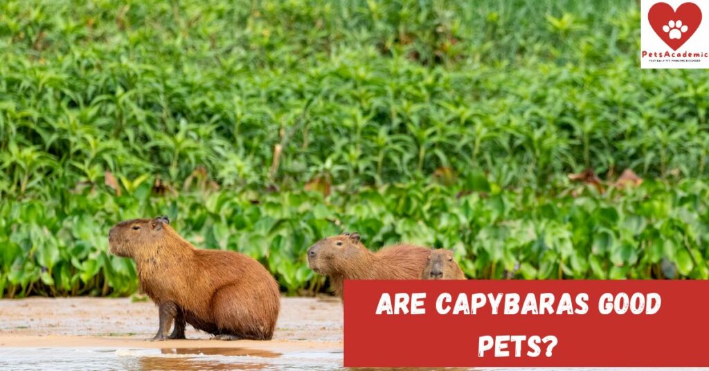 Are Capybaras Good Pets?