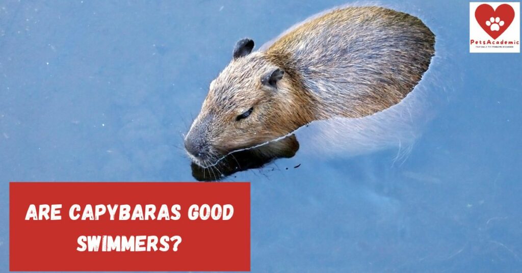 Are Capybaras Good Swimmers?