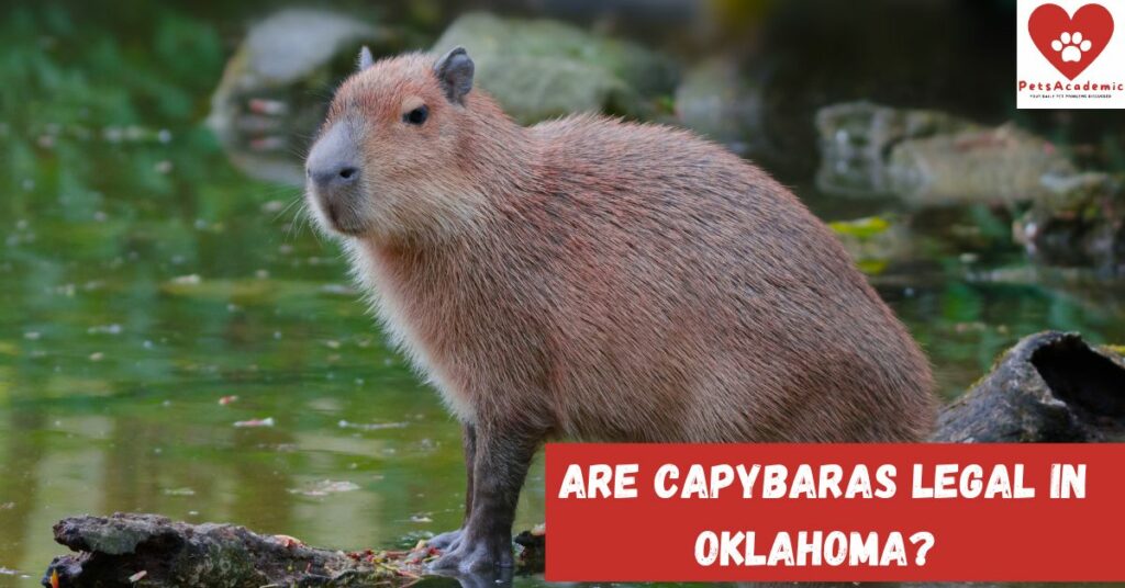 Are Capybaras Legal in Oklahoma?
