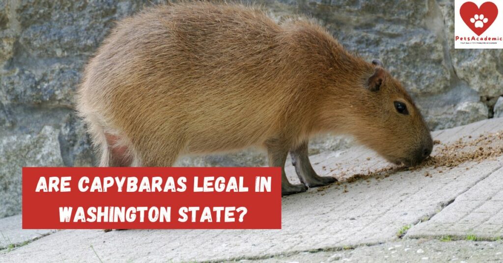 Are Capybaras Legal in Washington State?