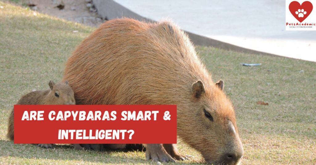 Are Capybaras Smart & Intelligent?