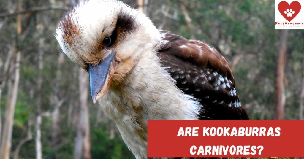 Are Kookaburras Carnivores?