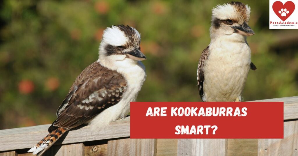 Are Kookaburras Smart?