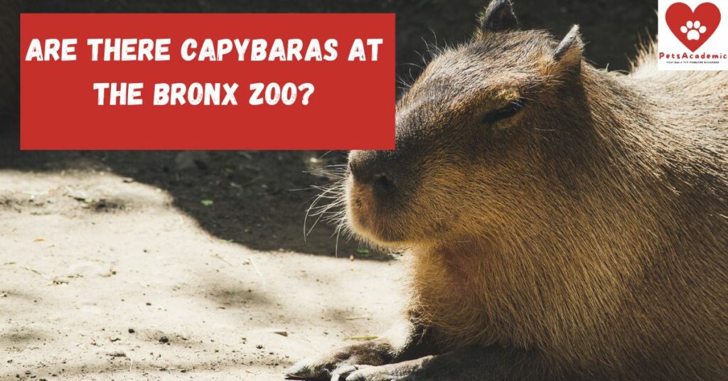 Are There Capybaras at The Bronx Zoo?