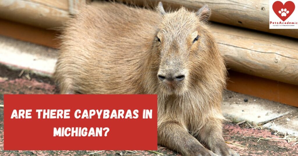 Are There Capybaras in Michigan?