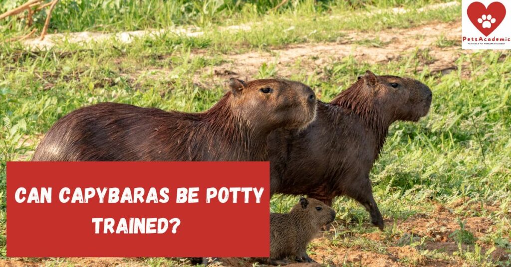 Can Capybaras be Potty Trained?