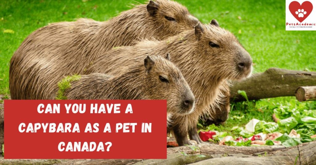 Can You Have a Capybara as a Pet in Canada?