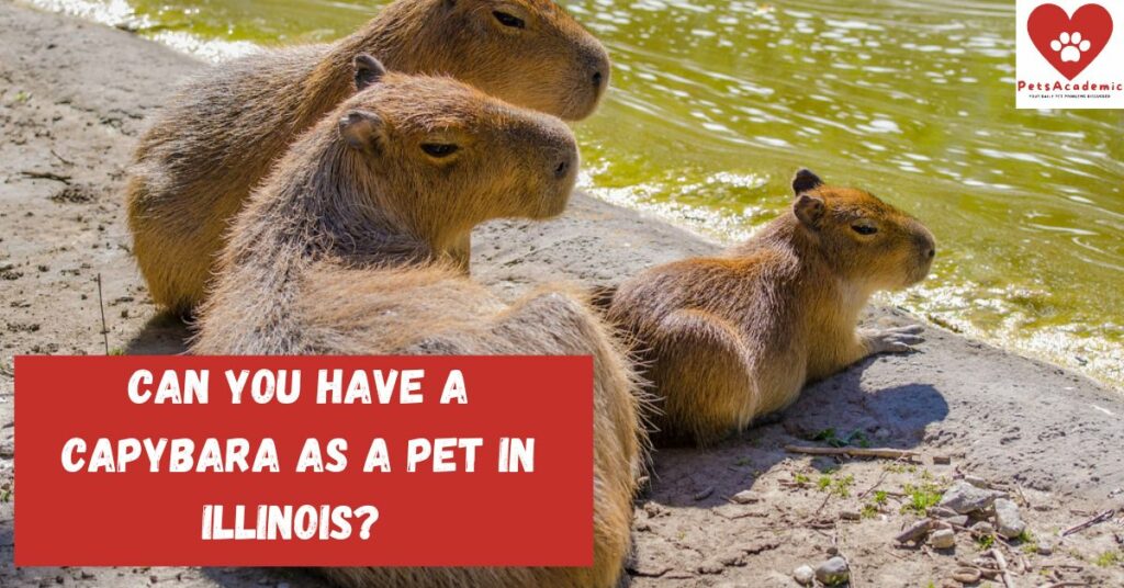 Can You Have a Capybara as a Pet in Illinois?