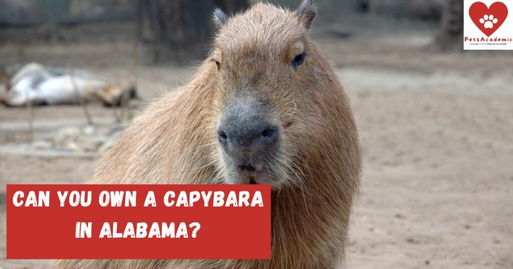 Can You Own a Capybara in Alabama?