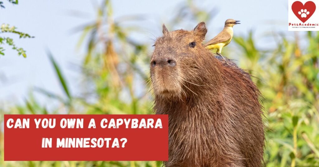 Can You Own a Capybara in Minnesota?
