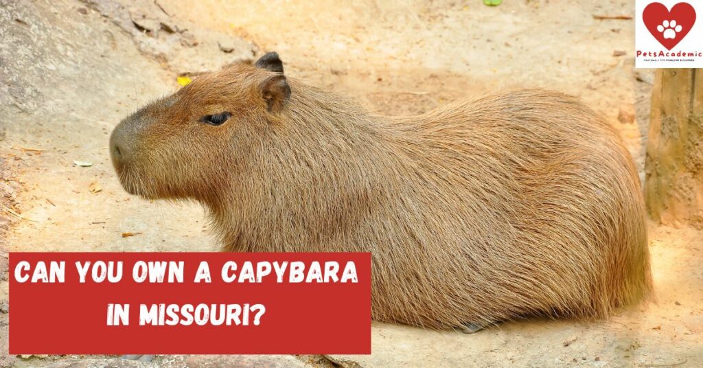 Can You Own a Capybara in Missouri?