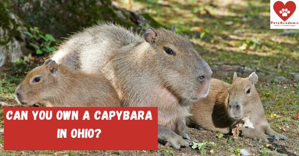 Can You Own a Capybara in Ohio?