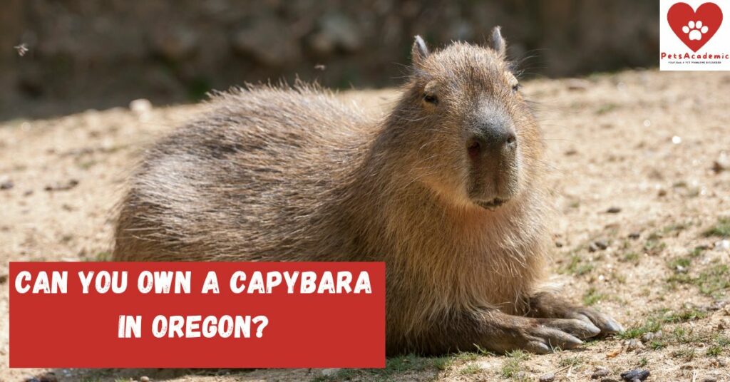 Can You Own a Capybara in Oregon?
