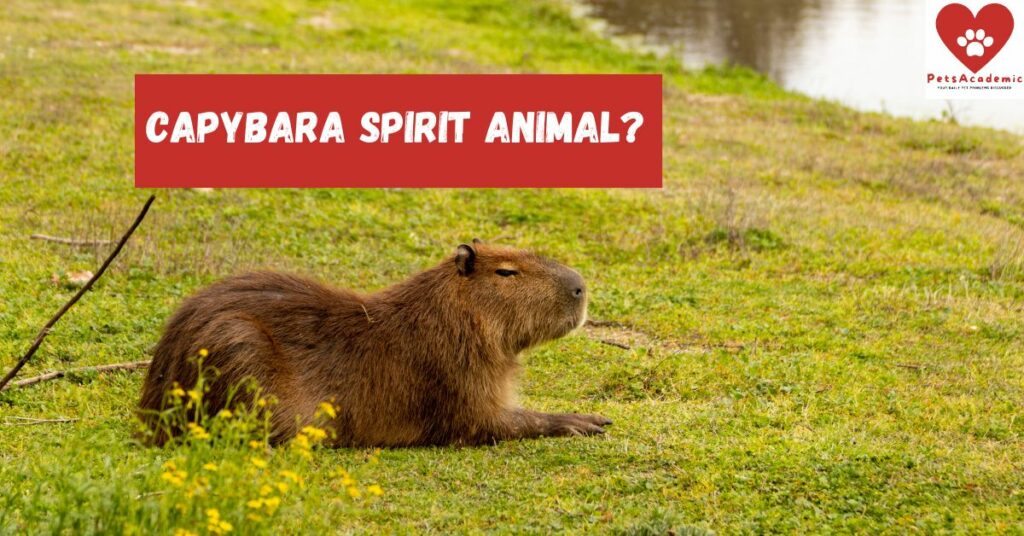 Capybara Spirit Animal?