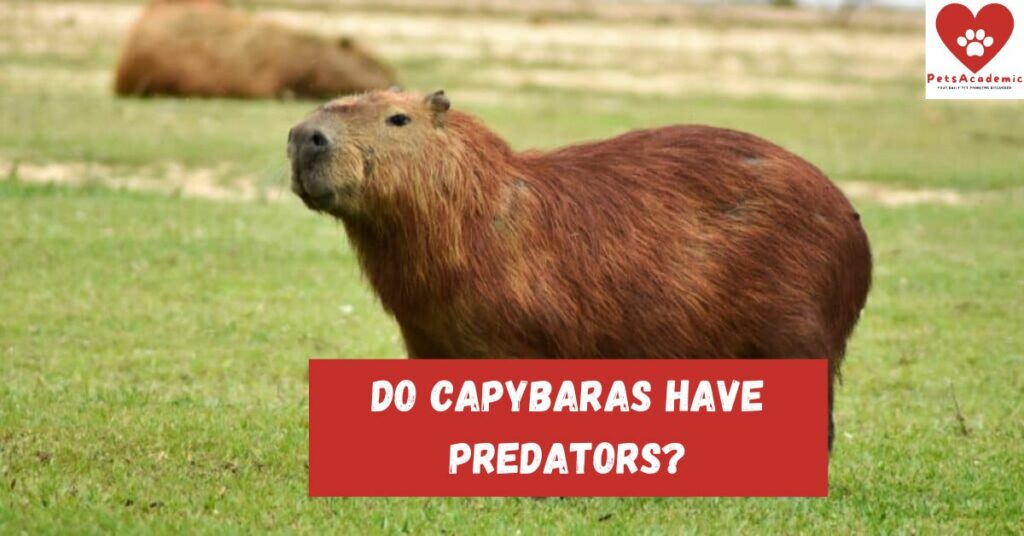 Do Capybaras Have Predators? Read This to Learn More About The Predators of Capybaras.