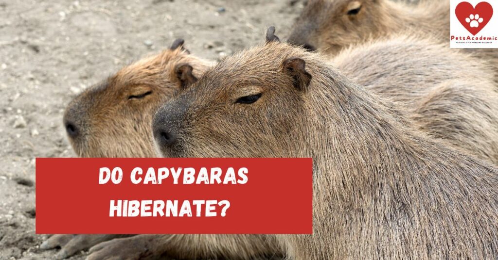 Do Capybaras Hibernate? .