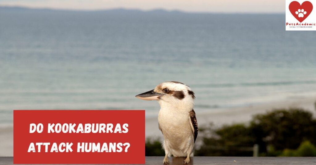 Do Kookaburras Attack Humans?