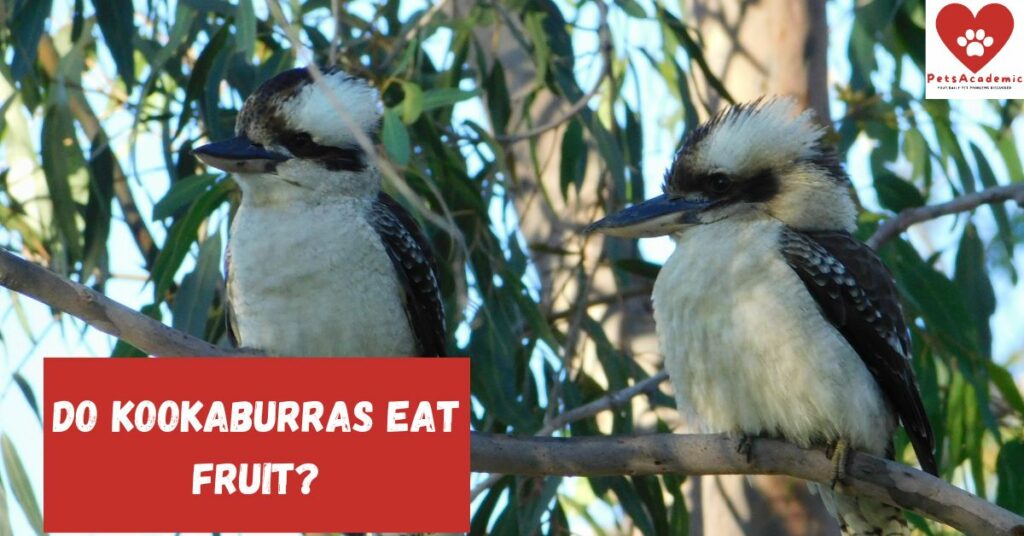 Do Kookaburras Eat Fruit?