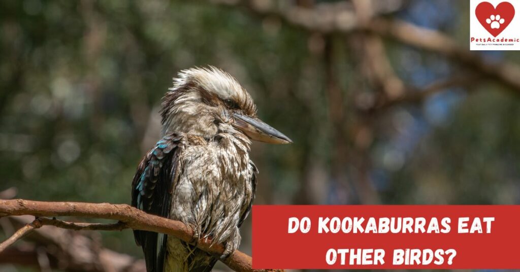 Do Kookaburras Eat Other Birds?