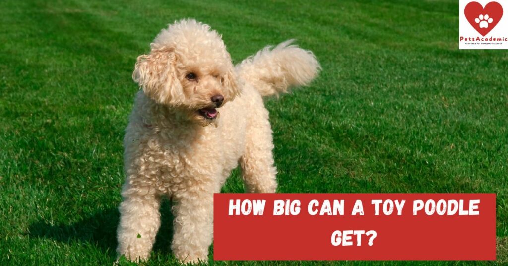 How Big Can a Toy Poodle Get?