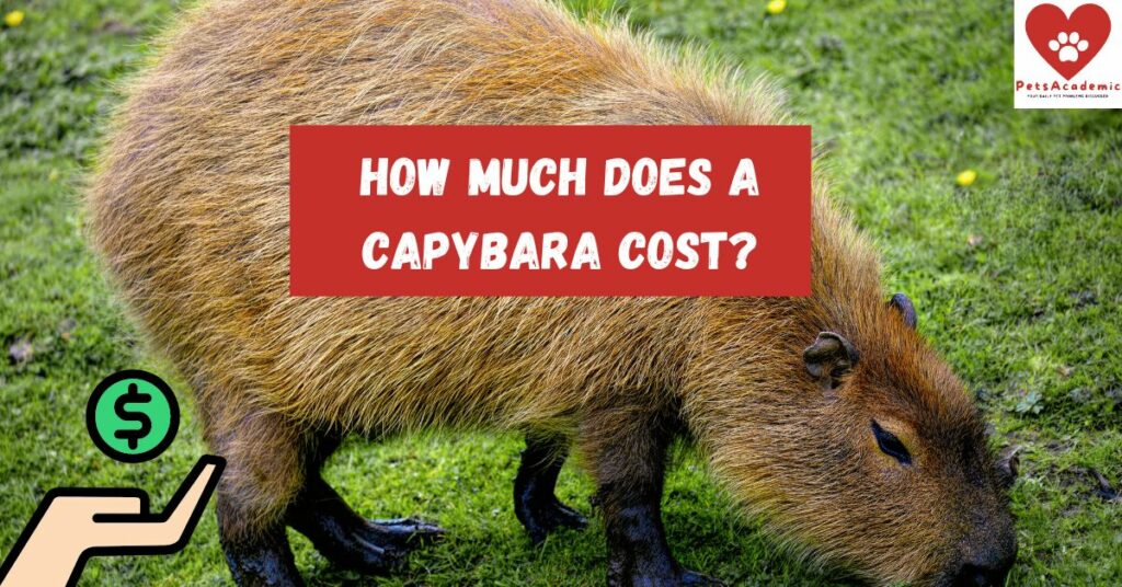 How Much Does a Capybara Cost?