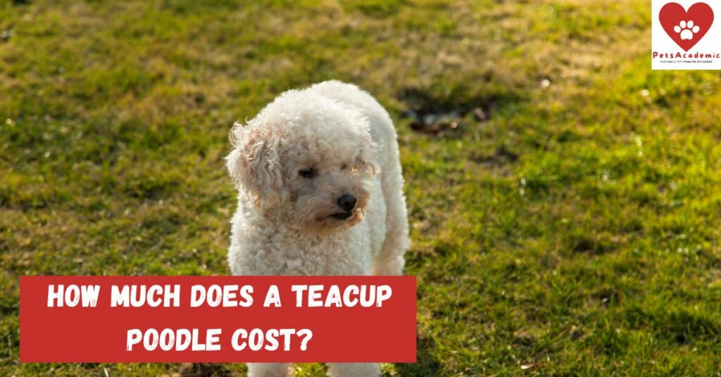 How Much Does a Teacup Poodle Cost?