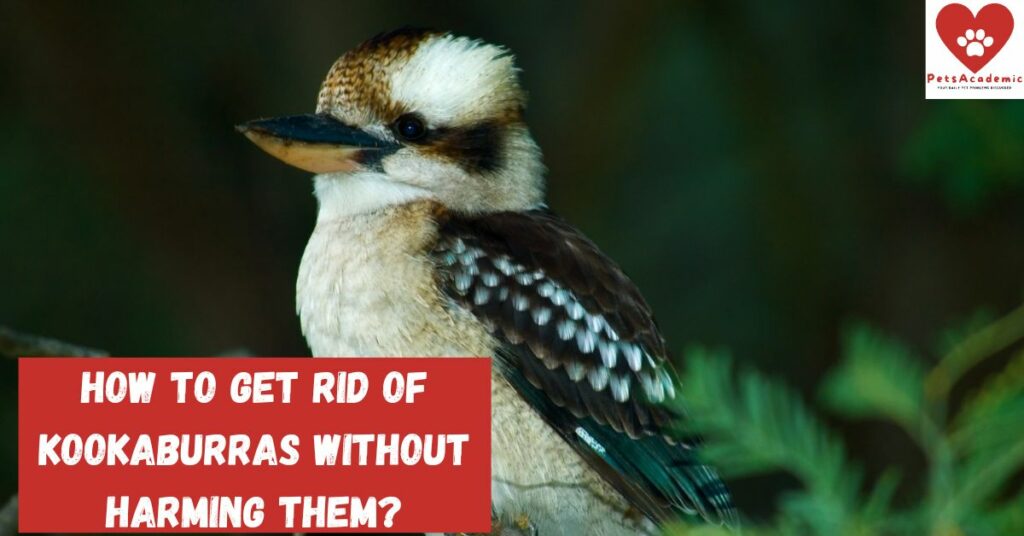How to Get Rid of Kookaburras Without Harming Them?