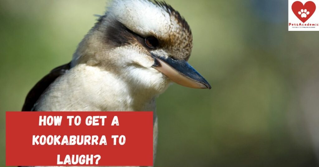 How to Get a Kookaburra to Laugh?