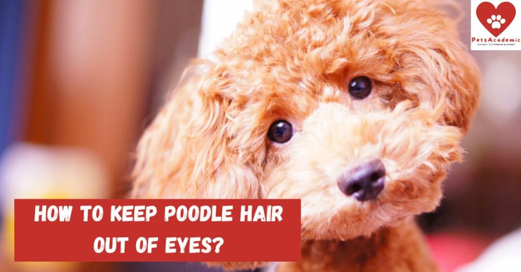 How to Keep Poodle Hair Out of Eyes?