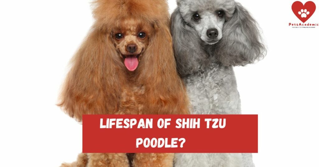 How Long Can a Poodle's Hair Grow?