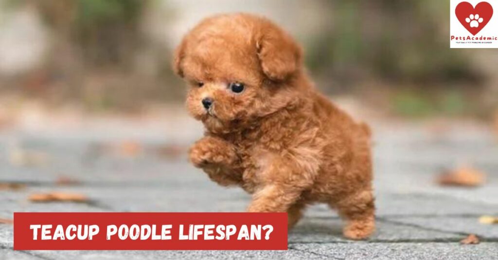 Teacup Poodle Lifespan?