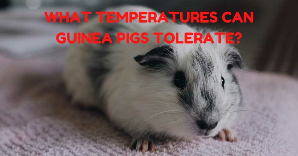 What Temperatures Can Guinea Pigs Tolerate