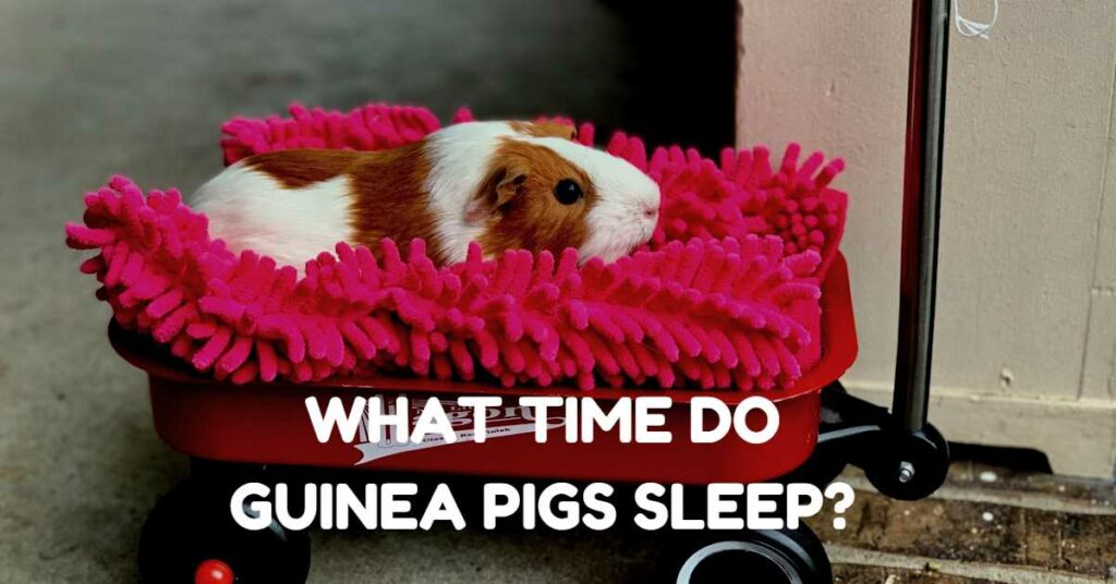 What Time Do Guinea Pigs Sleep