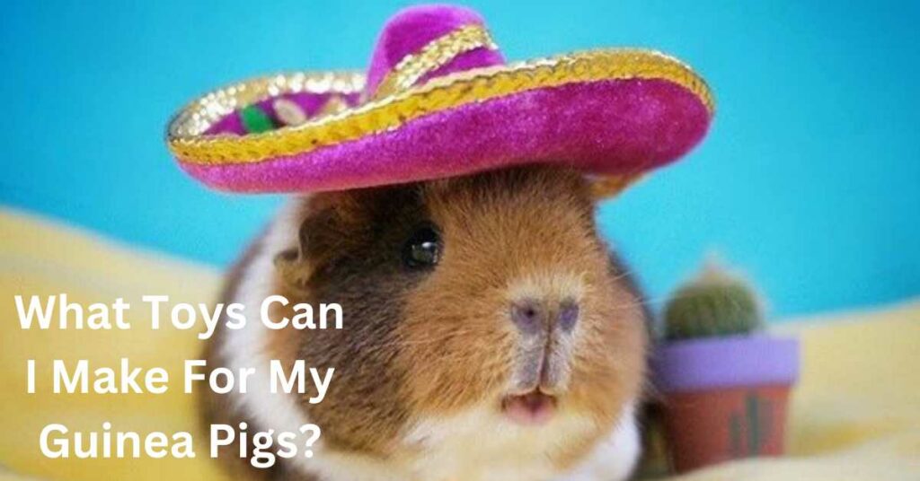 What Toys Can I Make For My Guinea Pigs?