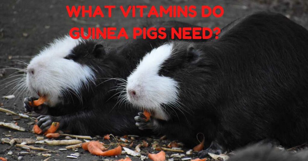 What Vitamins Do Guinea Pigs Need