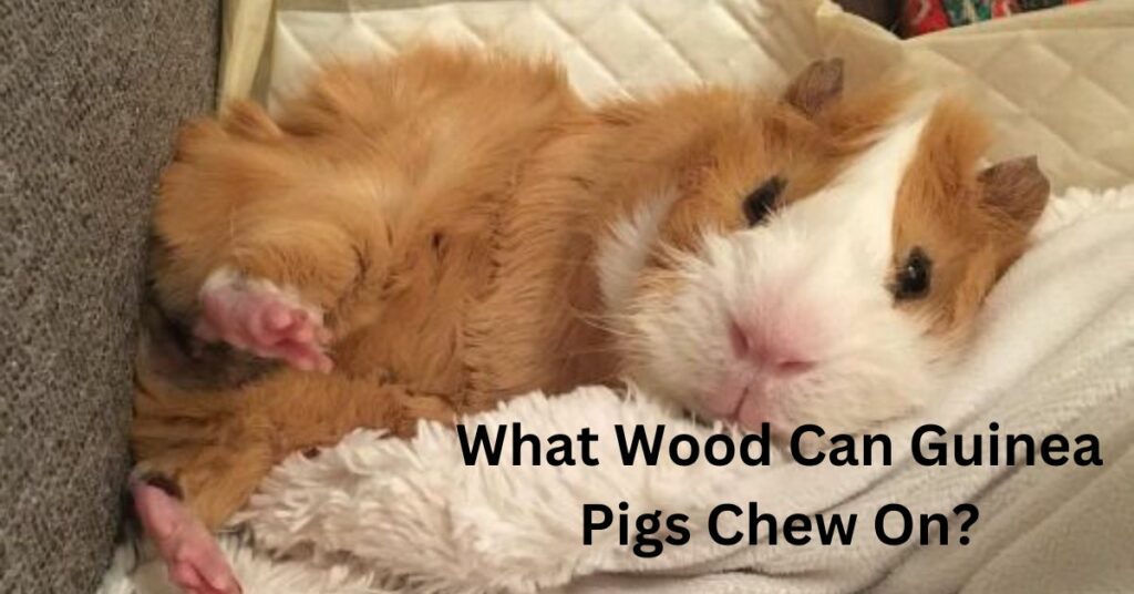 What Wood Can Guinea Pigs Chew On?