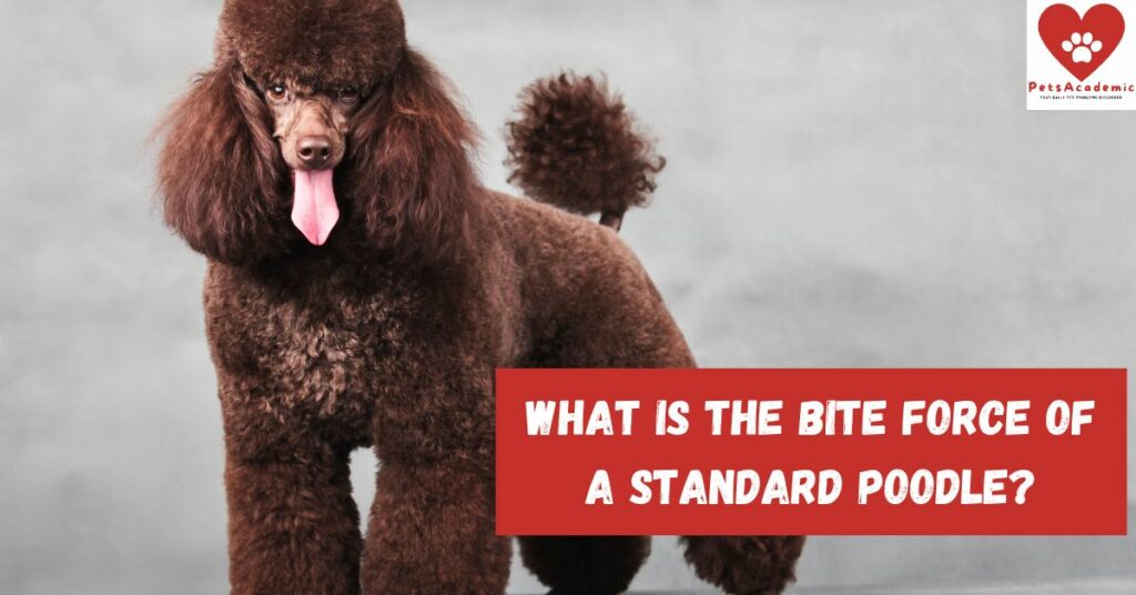 What is The Bite Force of A Standard Poodle?
