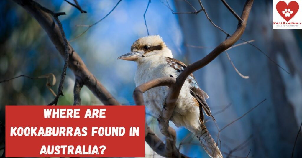 Where Are Kookaburras Found in Australia?