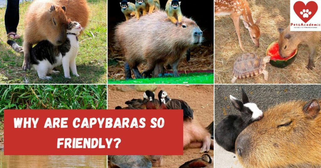 Why Are Capybaras so Friendly?