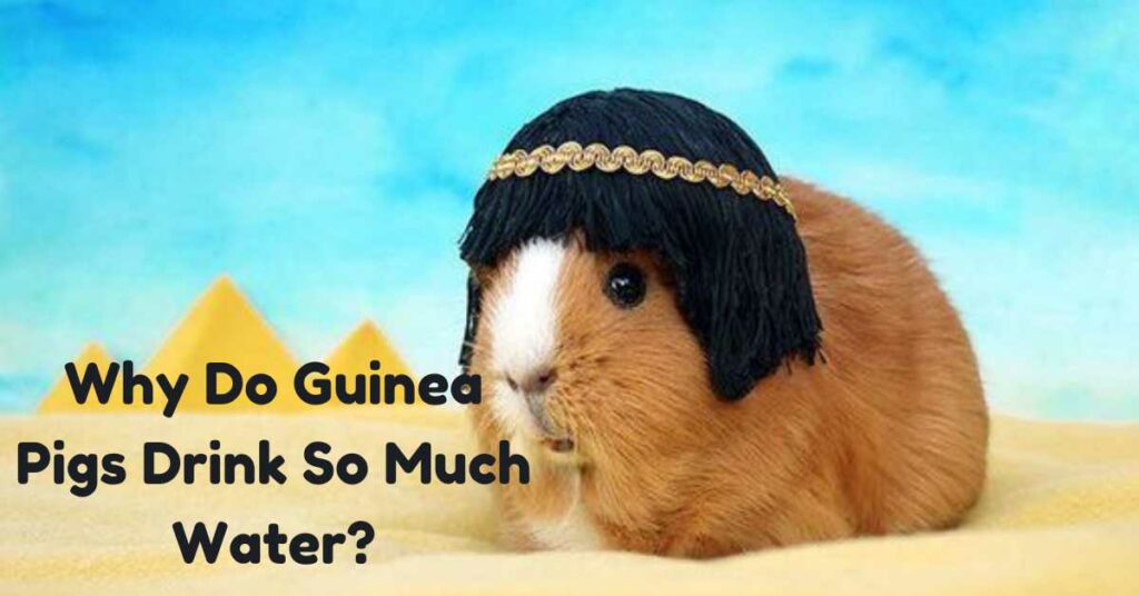 Why Do Guinea Pigs Drink So Much Water