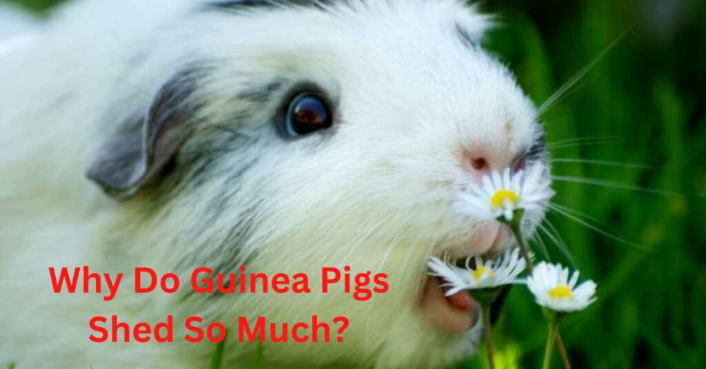 Why Do Guinea Pigs Shed So Much?