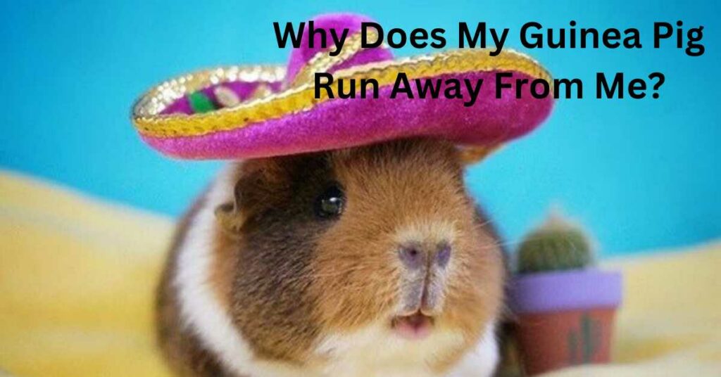Why Does My Guinea Pig Run Away From Me?