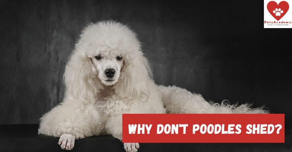 Why Don't Poodles Shed?