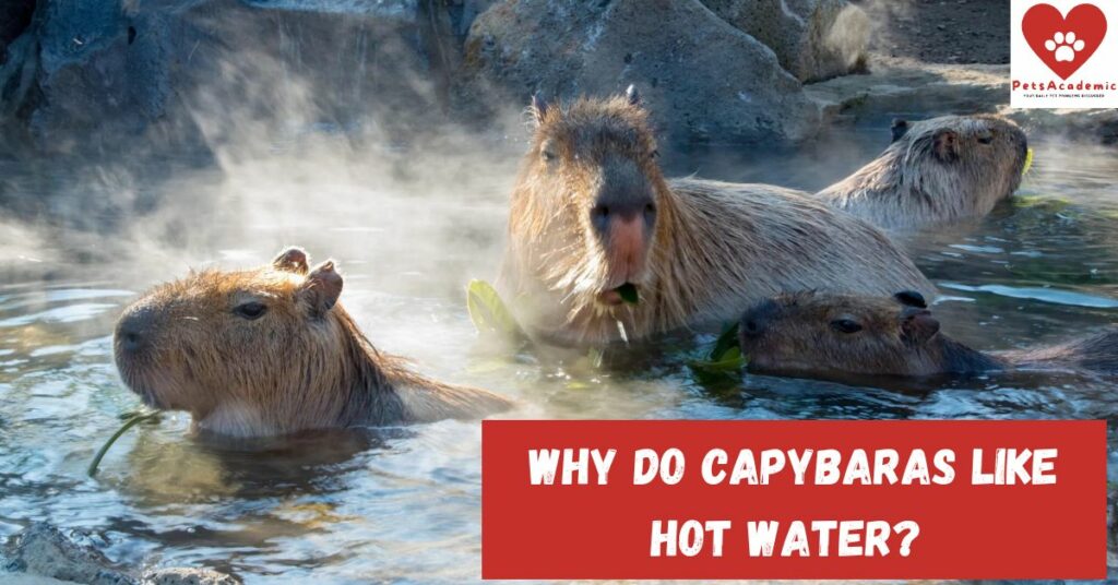 Why do Capybaras Like Hot Water?