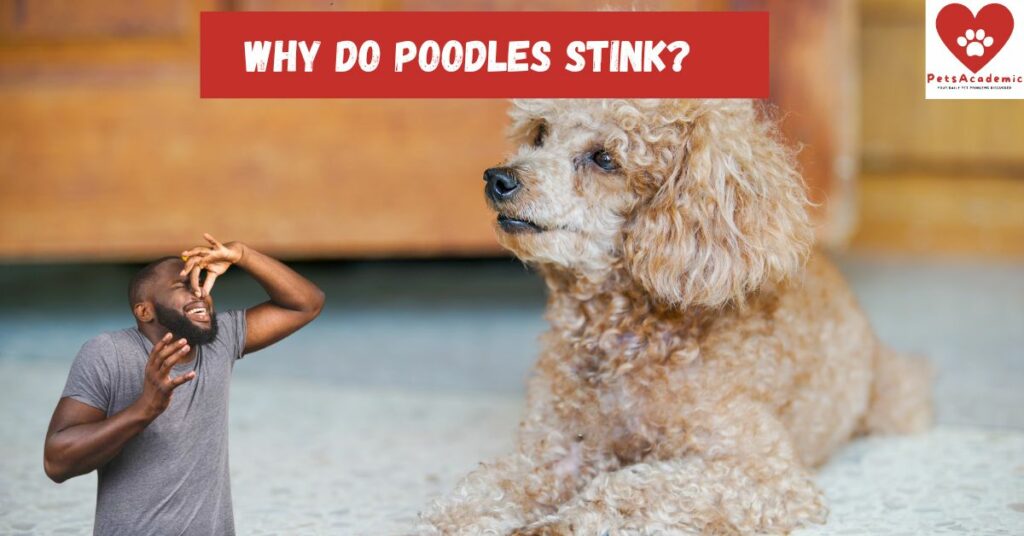Why do Poodles Stink