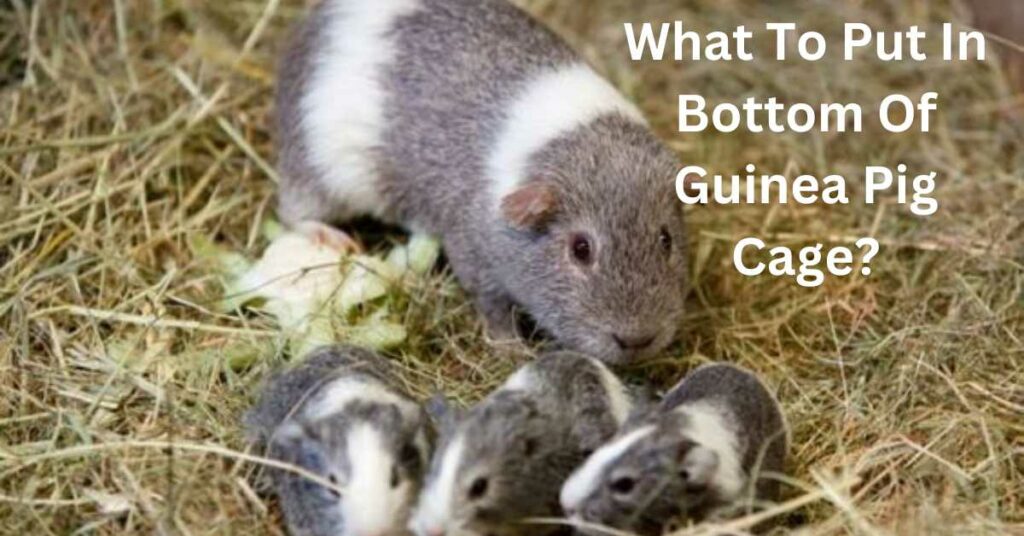 what to put in bottom of guinea pig cage