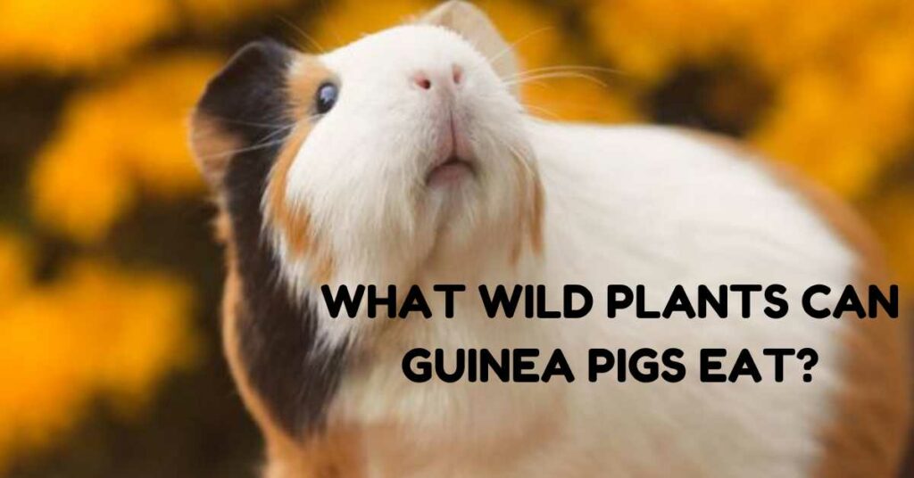 what wild plants can guinea pigs eat